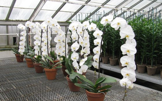 a row of white hanging orchids inside of a greenhouse