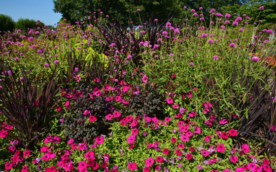 a grouping of vibrant purple and pink summer flowers 