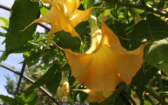 two large yellow flowers with trumpet shaped petals