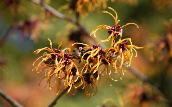 close up of a branch of yellow and dark red witch hazel