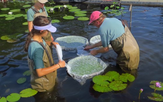 students working in the waterlily pools