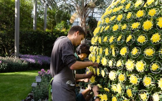 multiple people working on a mum display with numerous yellow mums in bloom