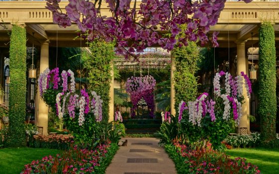 an indoor greenhouse adorned with hanging purple orchid baskets and an orchid curtain 