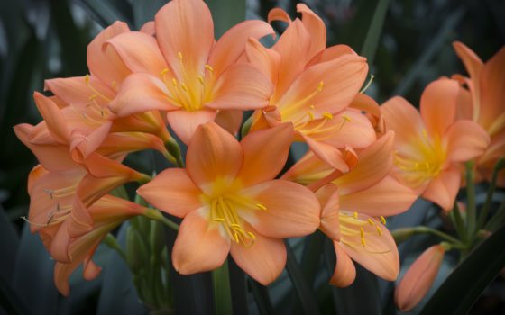 a grouping of orange clivia blooms 