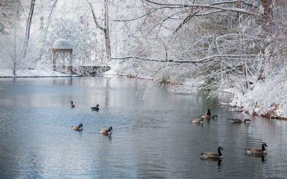 A group of geese float across the water of a small lake surrounded by snow covered trees