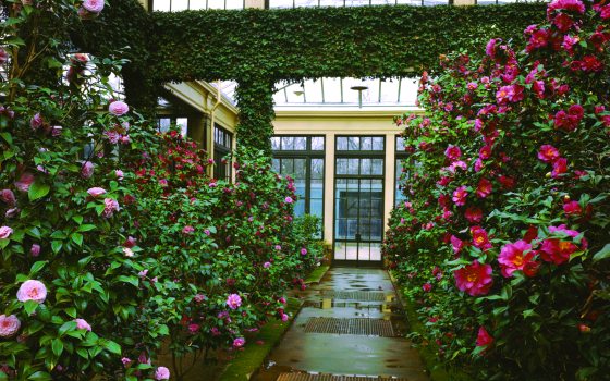 indoor garden with blooming camellia bushes on each side of a path