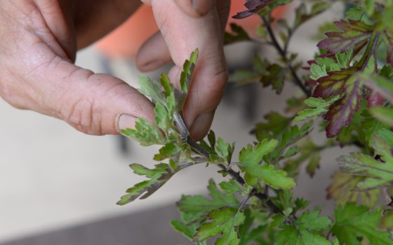 close up of hands pruning a bonsai tree