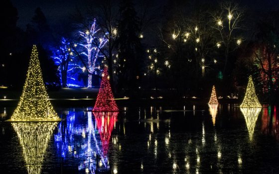 Tree-like structures made entirely of colored Christmas lights float and are reflected by a small lake at night