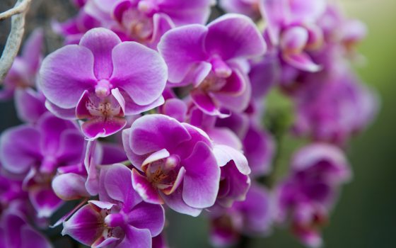 close up of purple and pink orchid flowers in bloom