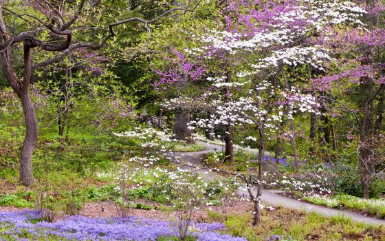 trees and flowers in bloom in Peirce's Woods with pink, white and purple colors