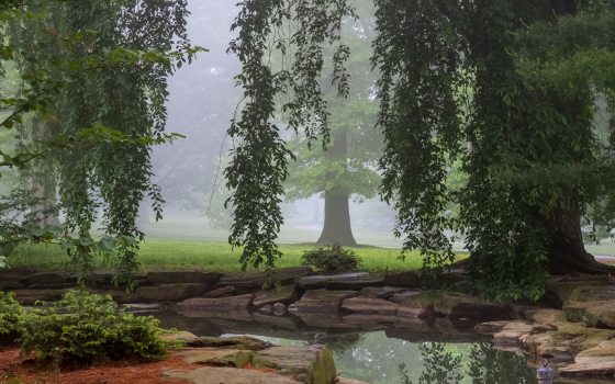 foggy day at the Hillside Garden with the stream at the forefront and trees and foliage surrounding