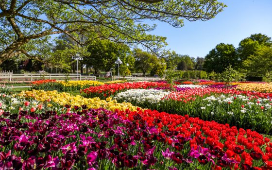 Beds of multiple colors of tulips and other flowers bloom with a large green tree overhanging them to the left