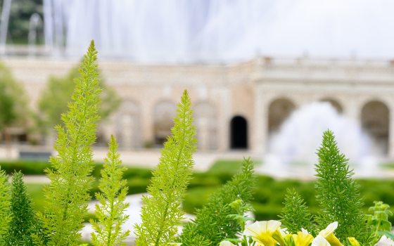 fern in the foreground with fountains running in the background