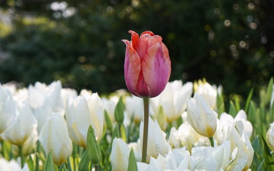 single pink tulip in bloom amongst a plant bed of white tulips