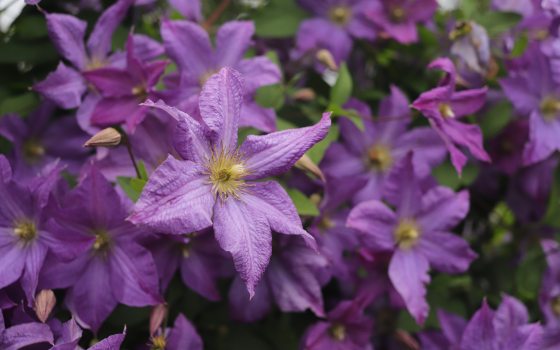 multiple purple clematis flowers in bloom