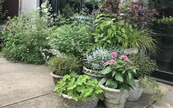multiple plants in colors of green, pink and dark purple in pots