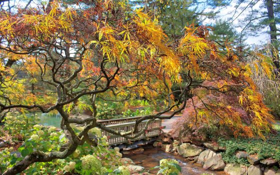 A large red and yellow tree with twisting branches hangs over a small stream and wooden bridge