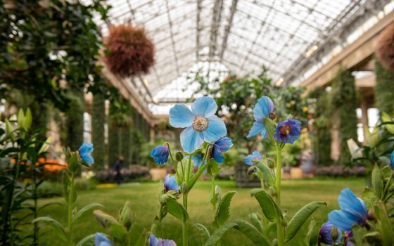 A small blue Mecanopsis blue poppy stands in a garden bed in a glass conservatory with a green grass area in the background