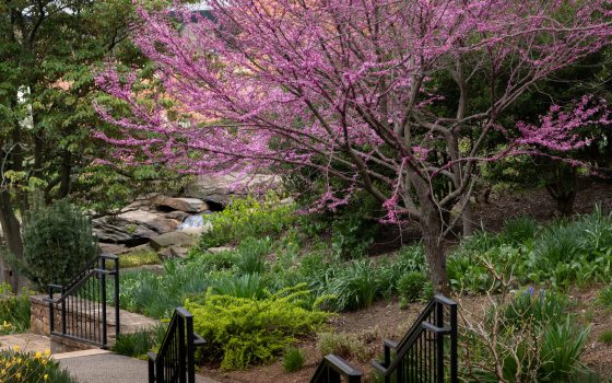 A flowering pink tree hangs over a stone walkway leading down a set of stairs