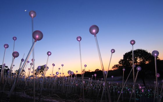 softly glowing purple orbs sit atop clear stakes planted in a field at dusk