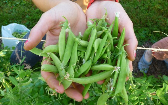 close up of hands holding a bundle of green snap peas