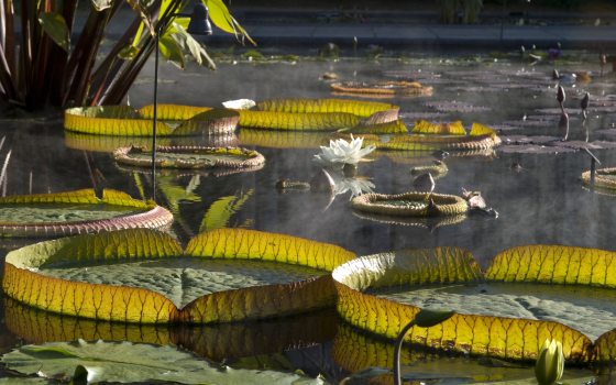 large lily pads floating in a pond 