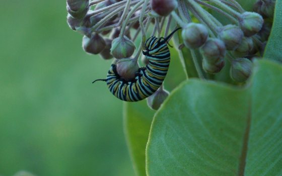 a green and black caterpillar on a flower that is beginning to bud 