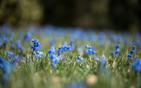 closeup of field of small blue flowers