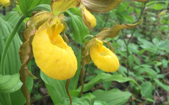 a yellow orchid in its natrual habitat 