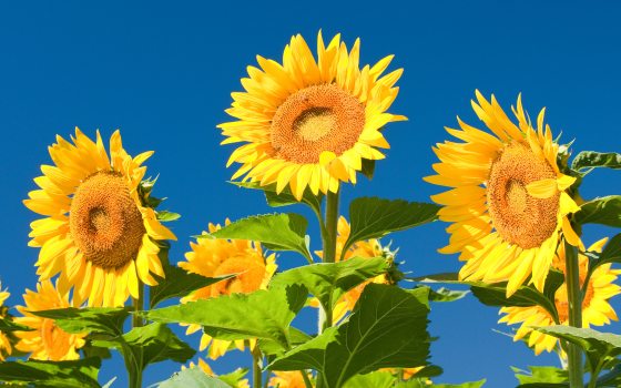 three large yellow sunflowers against a bright blue sky
