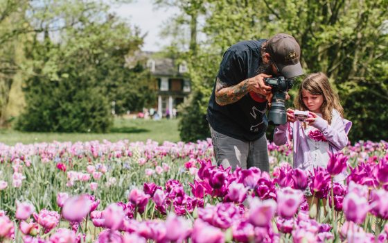 two people holding cameras and taking pictures of purple and pink tulips 