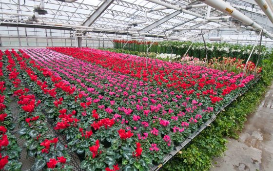ows of red and pink flowers placed on tables inside a grow house