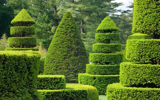 green topiaries that are bright with sunshine 