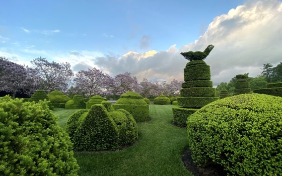 view of a topiary garden with blue sky