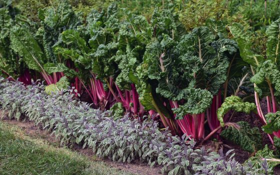 a row of red-stalked leafy green garden plants, with smaller green- and purple-leaved plants in foreground