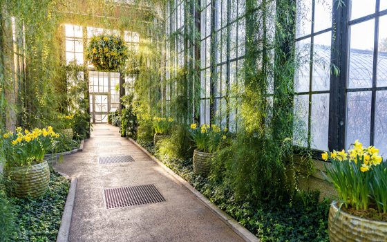 sun shines through glass windows into a long hallway with green plants, yellow flowers, and hanging baskets