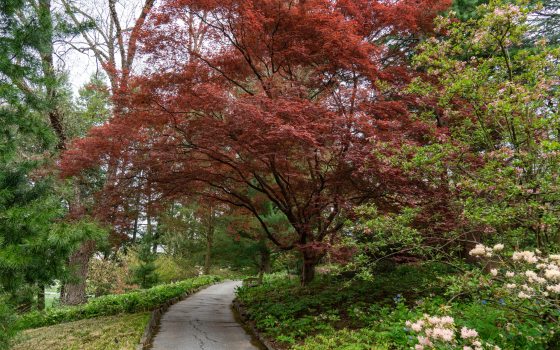 a grey pathway with a large, red tree overlooking it 