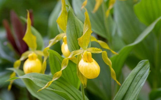 Yellow shoe-shaped flowers with twisting petals.