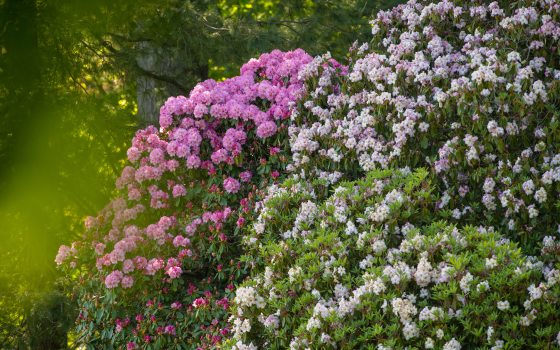 pink and white rhododendron plants
