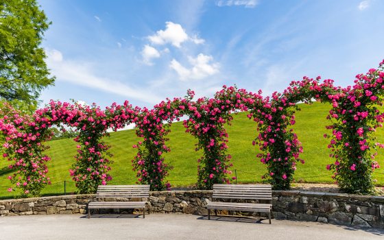 arches of pink roses in full bloom against a green, grassy hillside and a bright blue sky