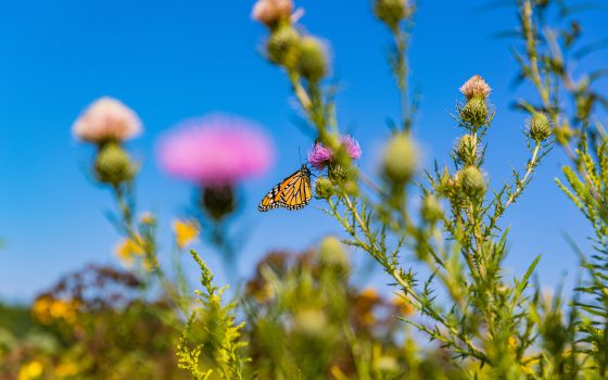a butterfly sits on tall thistle plants against a brilliant blue sky