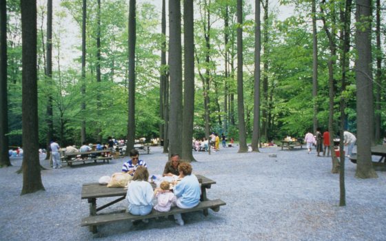Families and friends sit at picnic tables among tall trees.