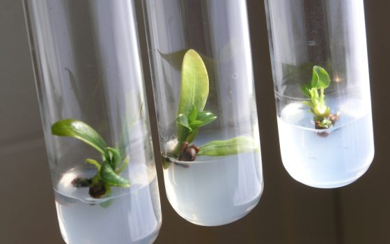 some seeds with green growth in three test tubes 