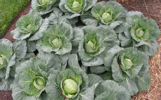 a dozen green cabbage in a dirt bed 