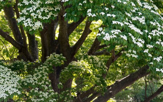 Tree with green leaves and white flowers.