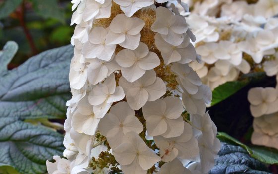 Panicle of small white flowers on deciduous shrub