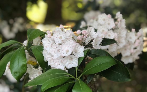 Evergreen shrub with clusters of white cup-shaped flowers