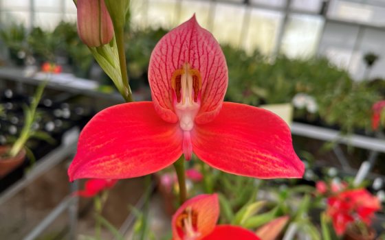 close up image of a red Disa orchid