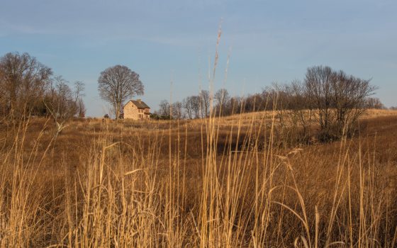 Golden waves of tall grasses spring from the foreground with rolling golden hills of a meadow and a small stone structure in the distance