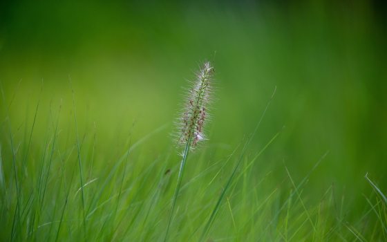 single grass seed head in green grass